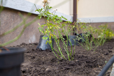 Small rose seedlings growing in peat pots in the garden.の写真素材