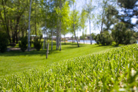 Green grass in the park on a sunny day, natural background.の写真素材