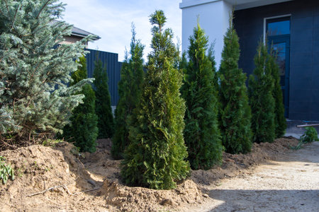 Planting Thuja occidentalis in the garden. Gardening and landscaping.の写真素材