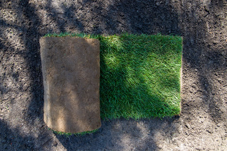 Rolled lawn on the ground, top view. Turf grass.の写真素材