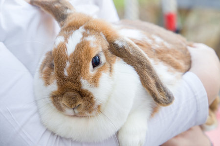 Rabbit in the hands of a girl, close-up.の写真素材