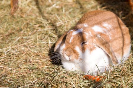Rabbit in the farm, animal close-up, natural background.の写真素材