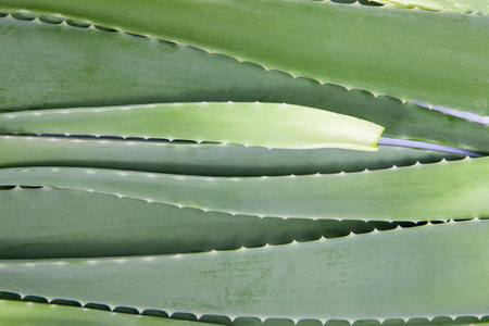 texture of green leaf aloe vera, top viewの写真素材