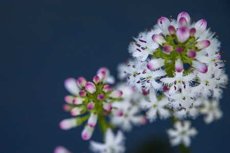 Close up of small white flowers on dark background. Selective focus.の写真素材