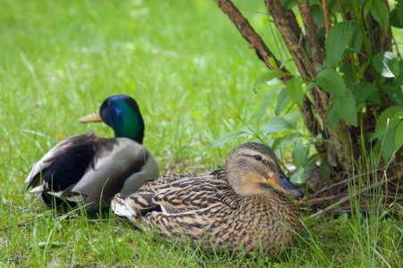 Mallard and duck on the green grass in the park.の写真素材