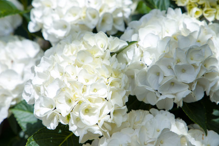 White hydrangea flowers in the garden, close-up