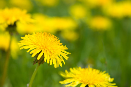 Yellow dandelions on a meadow in spring, close up view