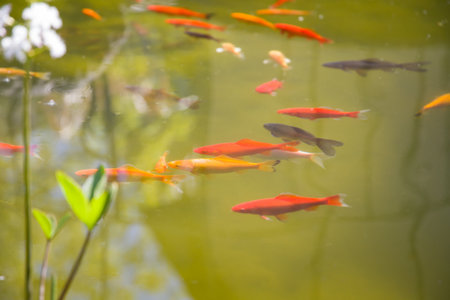 Colorful koi fish swimming in the pond, selective focus.の写真素材