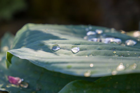 Water droplets on the green leaves of a hosta plant.の写真素材