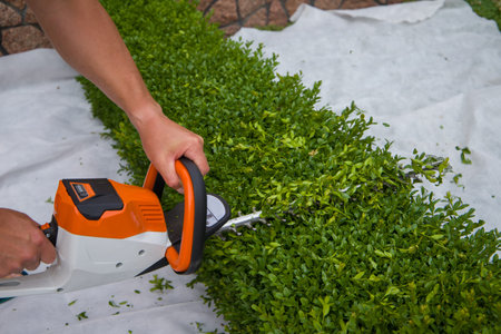 Gardener trimming boxwood with motorized shears. Selective focus.