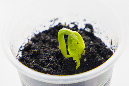 Green sprout growing from soil in a plastic pot on a white backgroundの写真素材