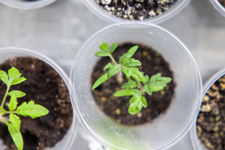 Tomato seedlings in plastic cups, top view. Gardening concept