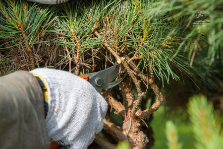 Pruning pine branches with secateurs. Gardening concept.