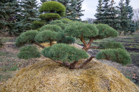 Bonsai pine. The roots of the pine are covered with straw.の写真素材