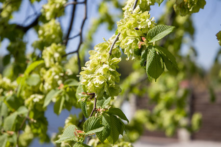 Blossoming elm tree in a spring garden, close-upの写真素材