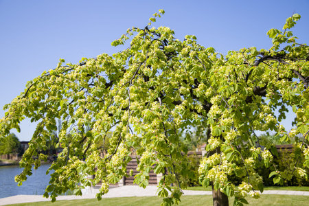 Blossoming camperdown weeping elm tree in the park. Spring landscape.