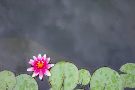 Pink lotus flower on the water in the pond with copy spaceの写真素材