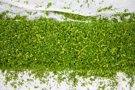 green grass on white background, top view, space for text.の写真素材