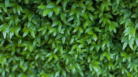 Green leaves background. Green leaves texture background.の写真素材