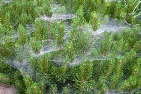 Spider web on the branches of a coniferous tree in the gardenの写真素材
