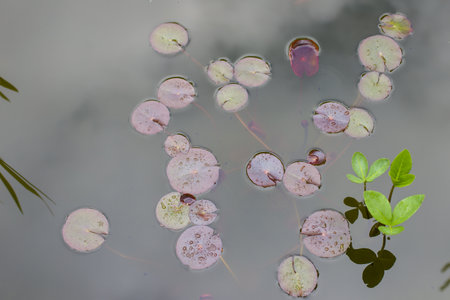 Water lily pads floating on the surface of the pond in the garden. Top view.の写真素材
