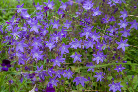 Flowers of Campanula alpinifolia in the forest. Natural background.の写真素材