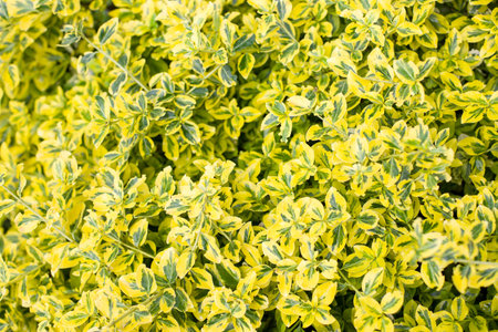 Closeup of yellow and green leaves in the garden, stock photo. Natural background.の写真素材