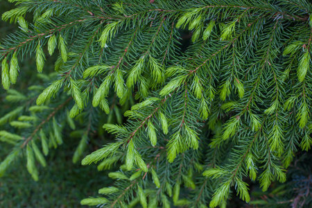 Green branches of fir tree in the forest, close-up. Natural backgroundの写真素材