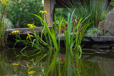 Garden pond with yellow iris flowers and green plants in summer. Yellow marsh iris.の写真素材