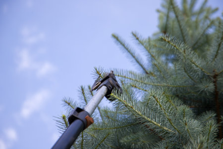 Pine tree branch with blue sky in the background, close up. Pruning branches of a coniferous tree in the gardenの写真素材