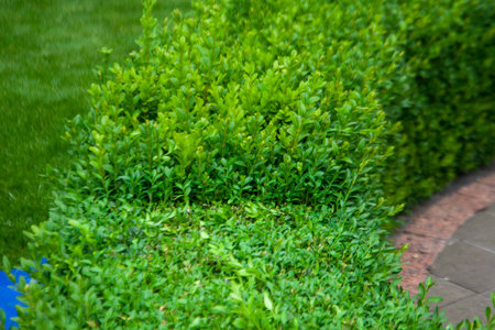 Boxwood just grafted with pruning shears. Selective focus.の写真素材