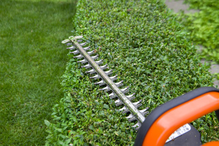 Hedge trimmer lie on a trimmed boxwood. Top view. Selective focus.