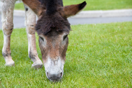Donkey eating grass in a meadow, selective focus on the head