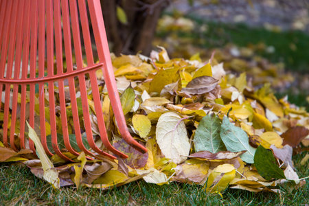 Garden rake and fallen leaves on the grass. Autumn background.