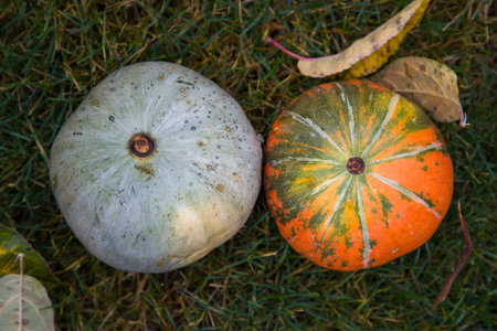 Pumpkin on the grass. Autumn harvest. Close up.