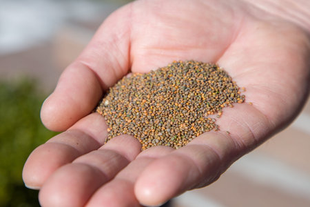 Farmer holding arugula seeds in his hand. Close-up view.