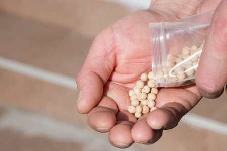 A man pours pea seeds from a package onto his hand. Close-up.