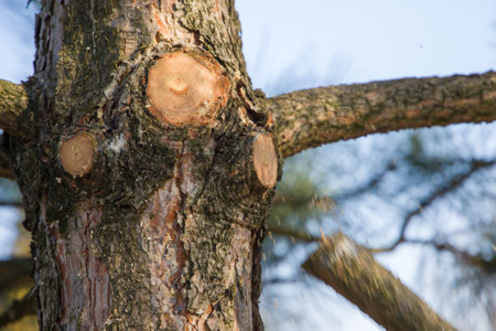 Pine tree in the forest, close-up. Selective focus.