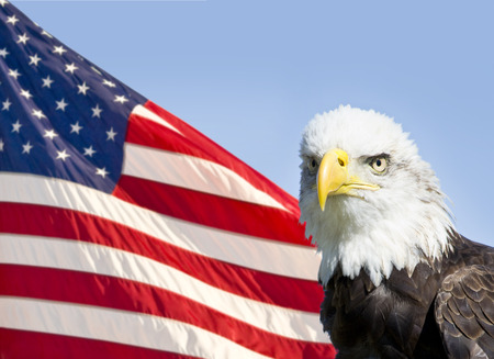 Bald Eagle with American Flagの写真素材