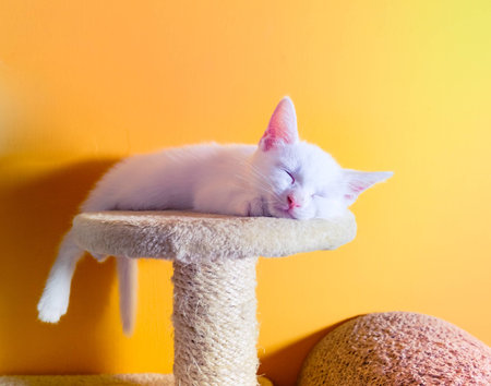 The Persian cat is a long-haired breed of cat characterized by its round face and short muzzle. In Britain, it is sometimes called the Longhair or Persian Longhair.の写真素材