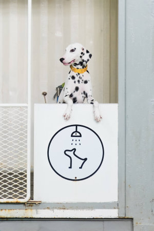 Dalmatian showerの素材