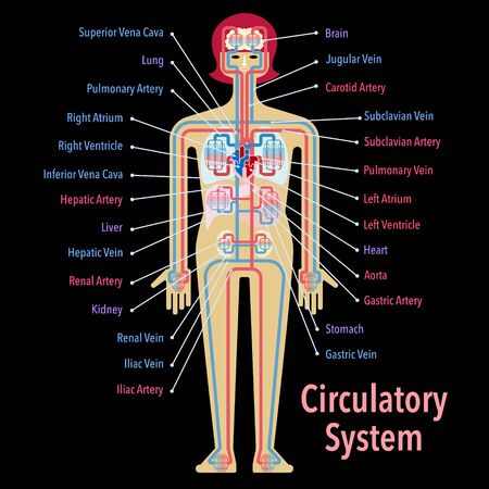 Simple illustration of the circulatory system with the name of each part in English on the black backのイラスト素材
