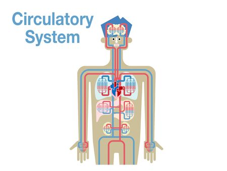 Simple illustrations of the circulatory systemのイラスト素材