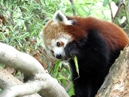 Red Panda in a ZOO.の写真素材
