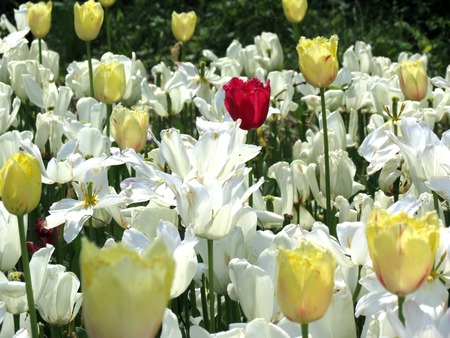 One red tulip among white and yellow onesの写真素材
