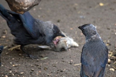Corvus corone or carrion crows scavenging around a rabbitの写真素材