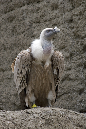 Gyps fulvus or griffon vulture on a rockの写真素材