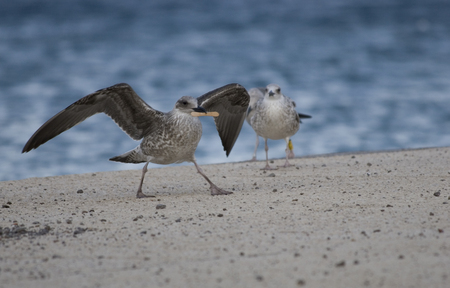 Common gull or Larus canus fighting the windの写真素材