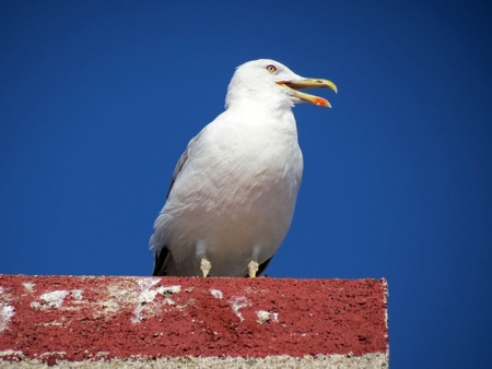 Common gull or Larus canus sitting on a roofの写真素材