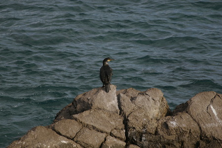 Phalacrocorax aristotelis or European shag sitting on a rockの写真素材